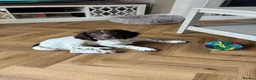 English Springer Spaniel dogs for sale: Springer Spaniel 6 months old - Advert 1