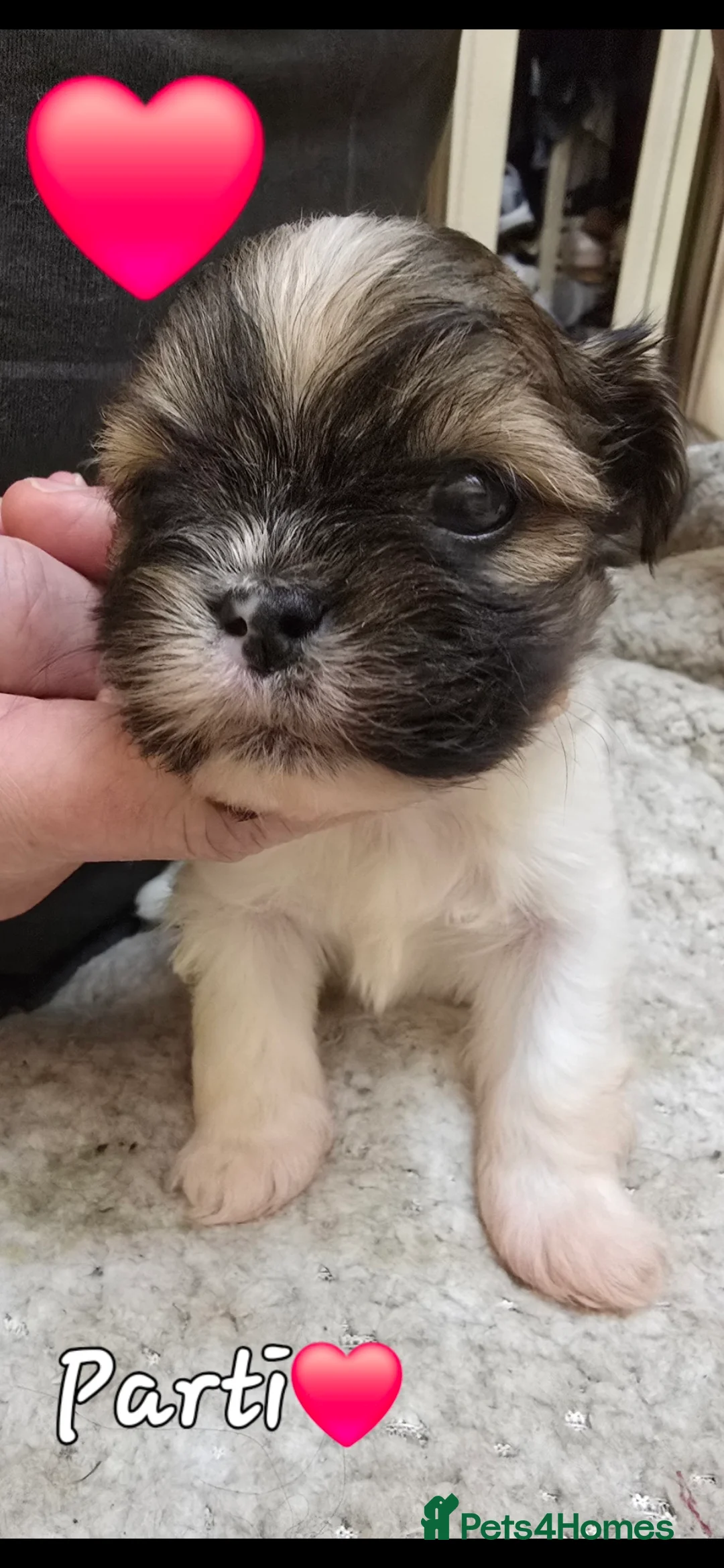 Lhasa Apso dogs for sale: Lhasa Apso Pups For Sale PARENTS PRA4 CLEAR  - Advert 6