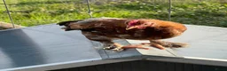 Chickens poultry for sale: Mixed selection of hybrids  in Southampton - Advert 3