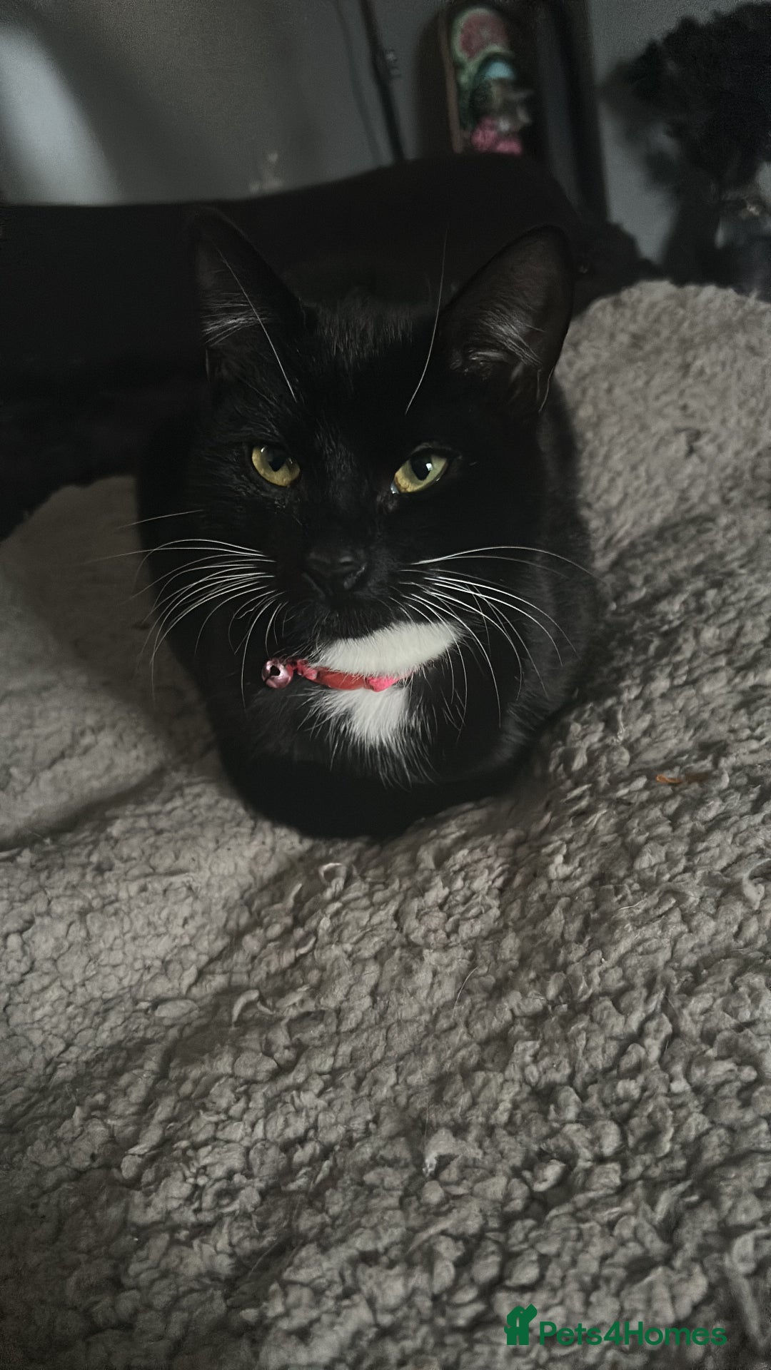 Mixed Breed cats for sale: Beautiful Tuxedo Cats (Lilith and Sage) - Advert 2