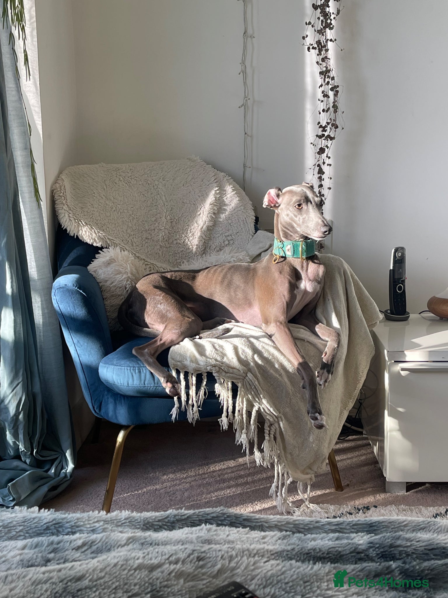 Mixed Breed dogs 4 year old male whippet/italian greyhound  - Advert 2