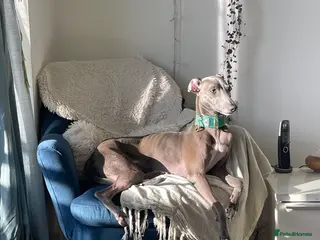 Mixed Breed dogs 4 year old male whippet/italian greyhound - Advert 1