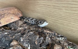 Snake reptiles for sale: Male Hognose Snake - Image 5