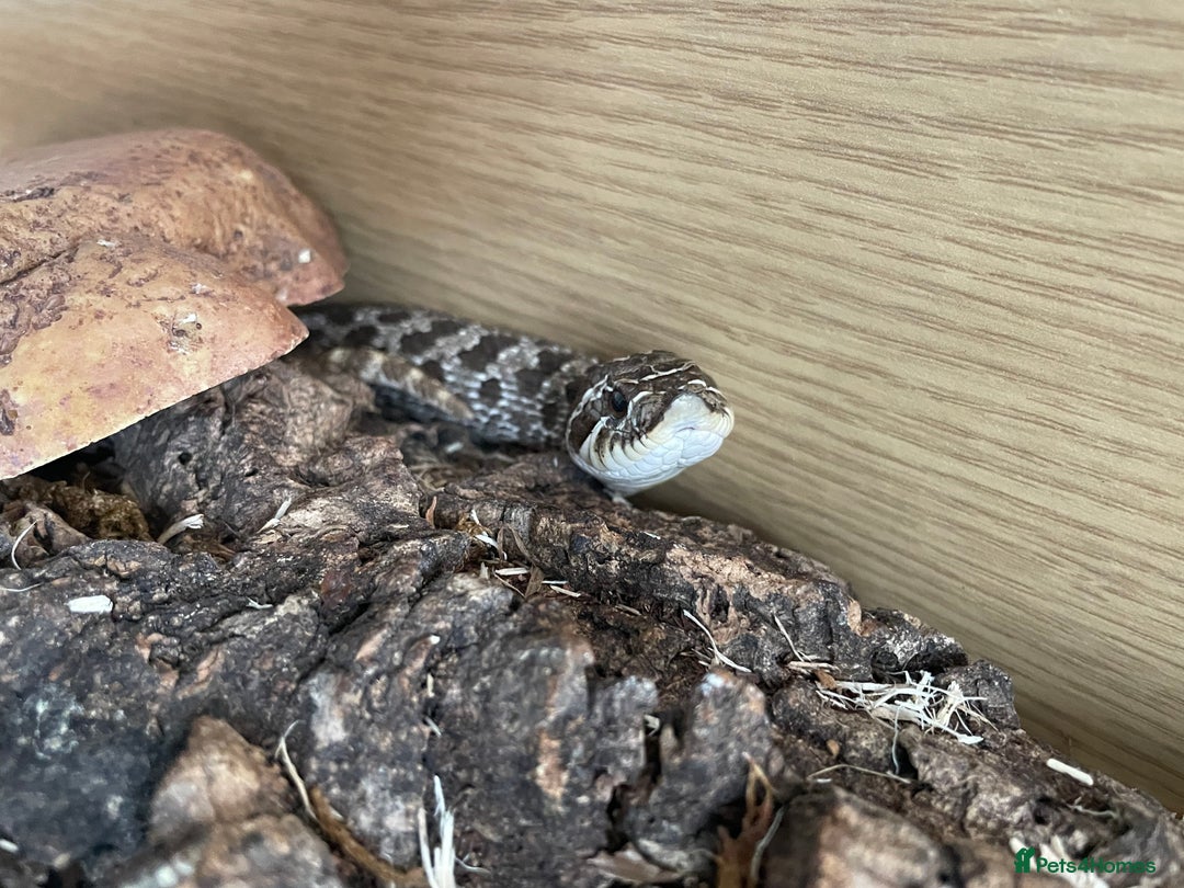 Snake reptiles for sale: Male Hognose Snake - Image 5