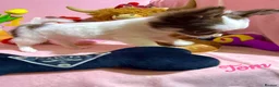 Chihuahua dogs for sale: 🔥 Adorable long-haired Chihuahua puppies for sale in London - Advert 3