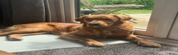 Golden Retriever dogs for sale: One Gorgeous Working Golden Retriever Puppy  in Wellington - Advert 23