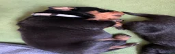 Rottweiler dogs for sale: Beautiful Rottweiler puppies in Derby - Advert 20