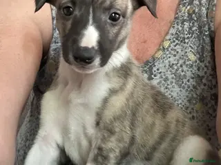 Whippet dogs 3 Male whippet pups available - Advert 9