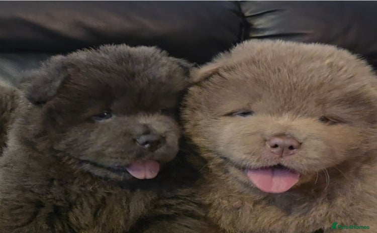 Chow Chow dogs - Advert 1