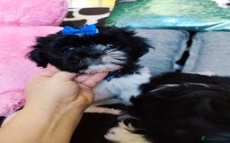 Shih Tzu dogs for sale: Shih Tzu puppies 1 boy available Redy Now!!! - Image 23