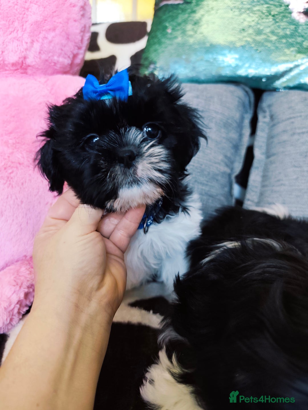 Shih Tzu dogs for sale: Shih Tzu puppies 1 boy available Redy Now!!! - Image 23