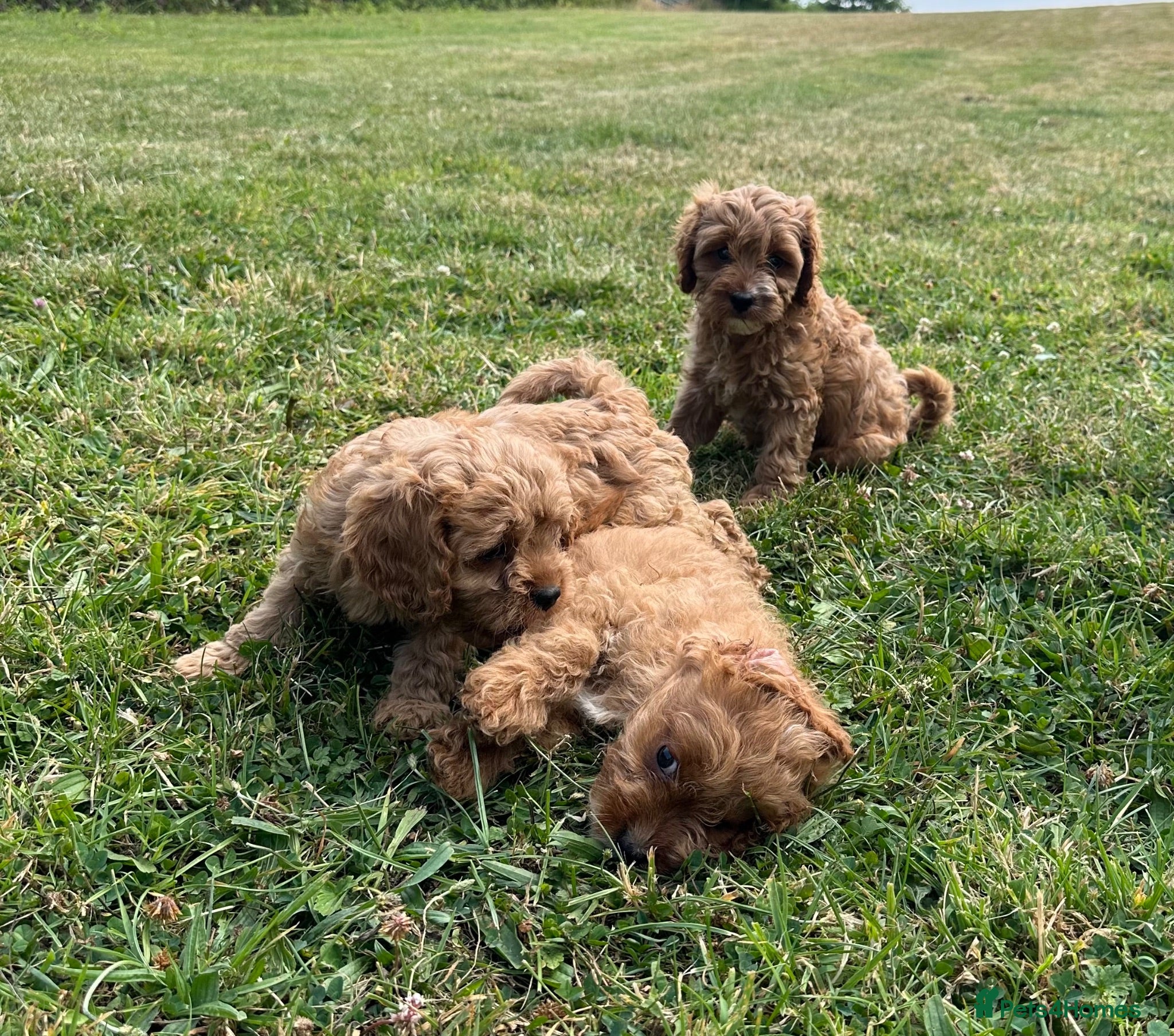 Cavapoo dogs Stunning Cavapoos fully health tested parents - Advert 1