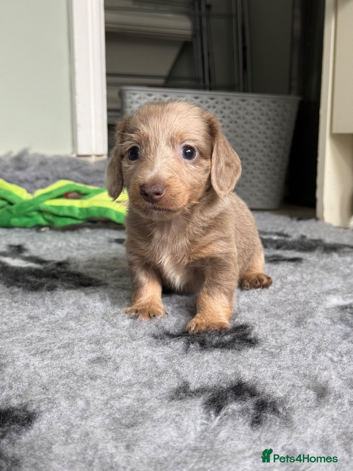 Miniature Dachshund dogs ❤️MINATURE DACHSHUND PUPPIES❤️ - Advert 1