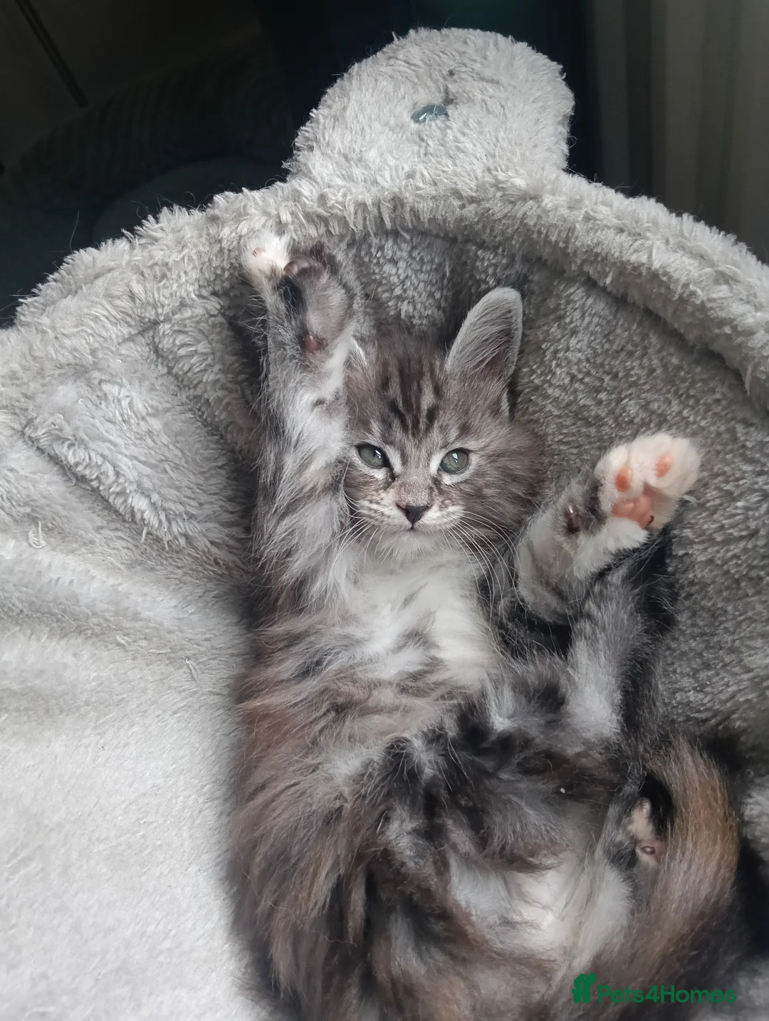 Maine Coon cats for sale: Maine coon kittens  - Advert 16