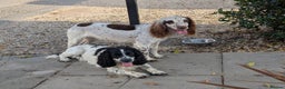 Mixed Breed dogs for sale: Working Sprocker Spaniel - Advert 2