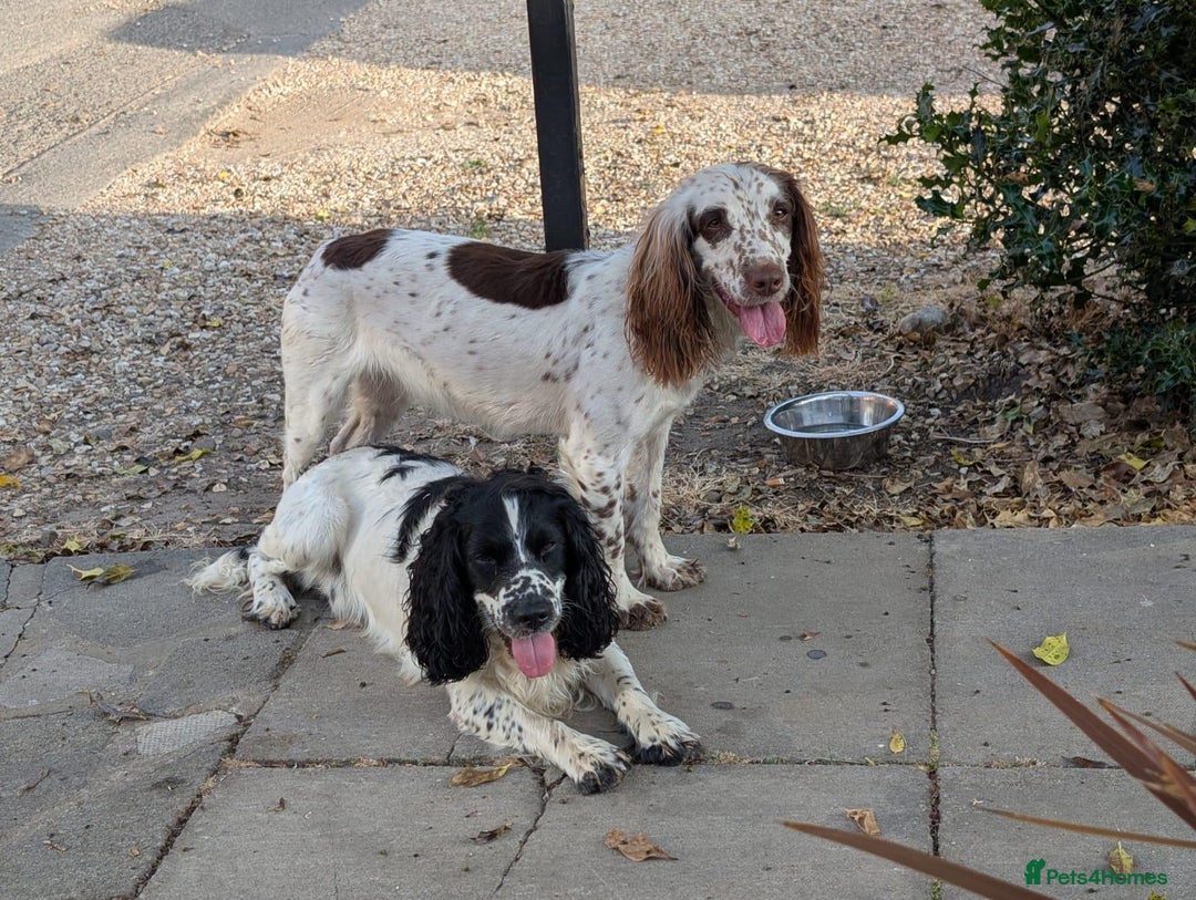 Mixed Breed dogs for sale: Working Sprocker Spaniel - Image 2