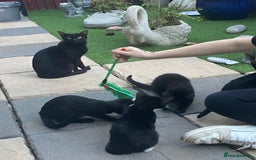 Mixed Breed cats for sale: Mixed breed kittens - Image 10