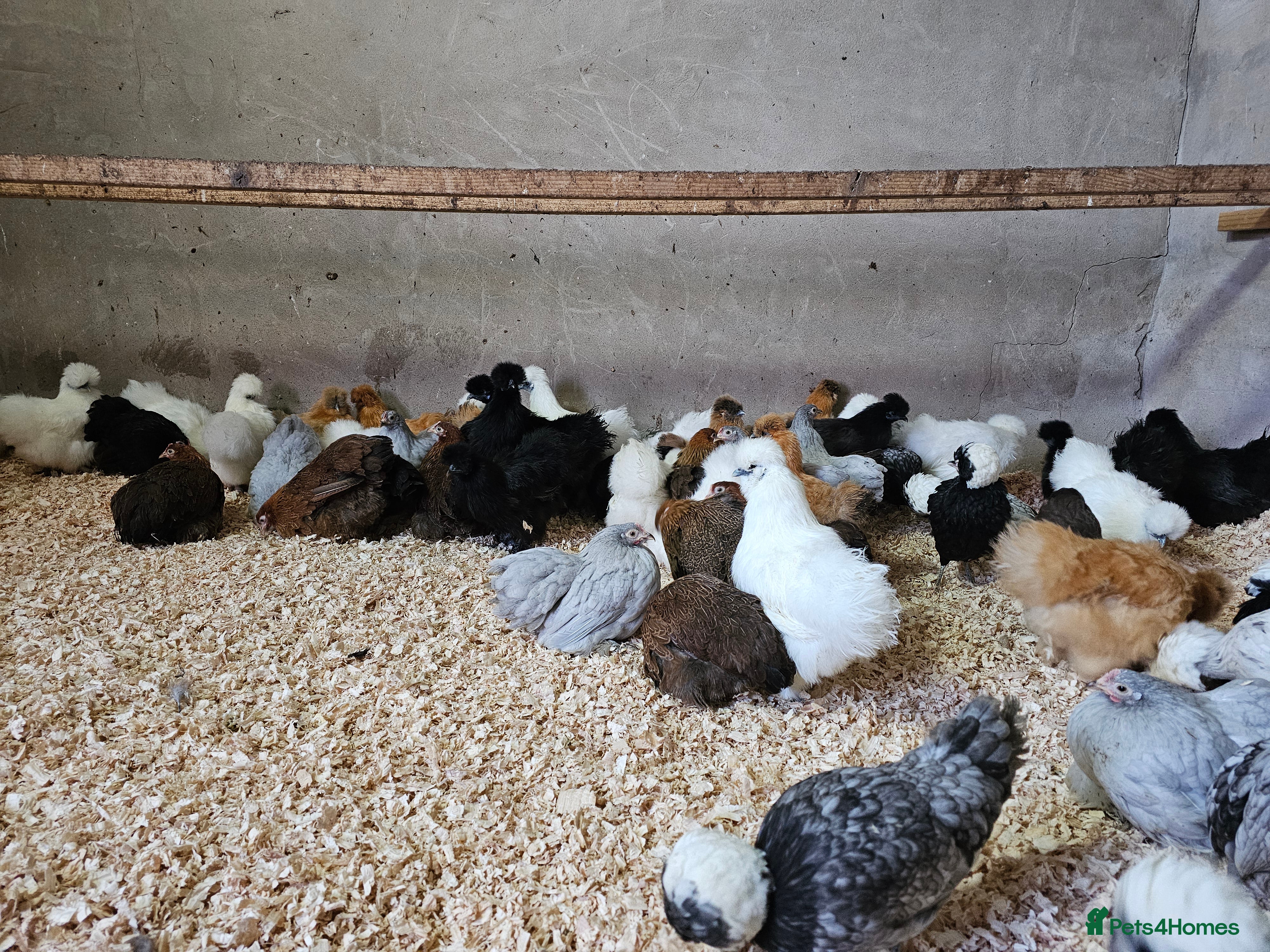 Chickens poultry Pure breed bantams and large fowl - Advert 2