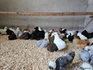 Chickens poultry Pure breed bantams and large fowl - Advert 2