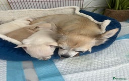 Chihuahua dogs for sale: Chihuahua puppies - Image 6