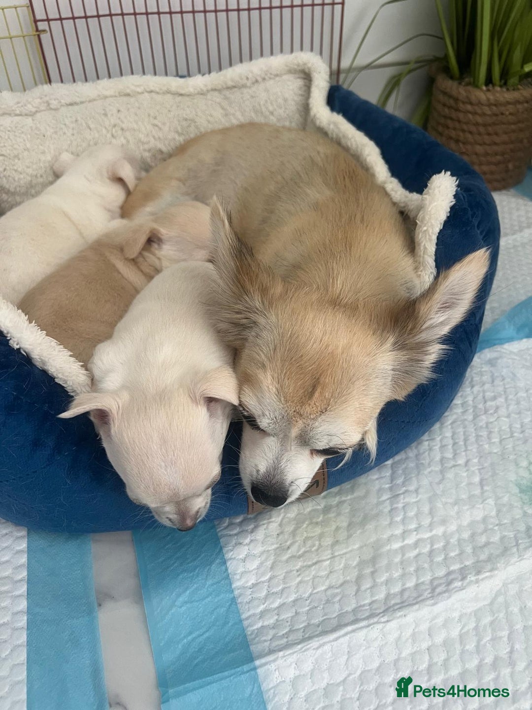 Chihuahua dogs for sale: Chihuahua puppies - Image 6