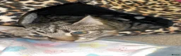Mixed Breed cats for sale: Tabby and black kittens - Advert 1