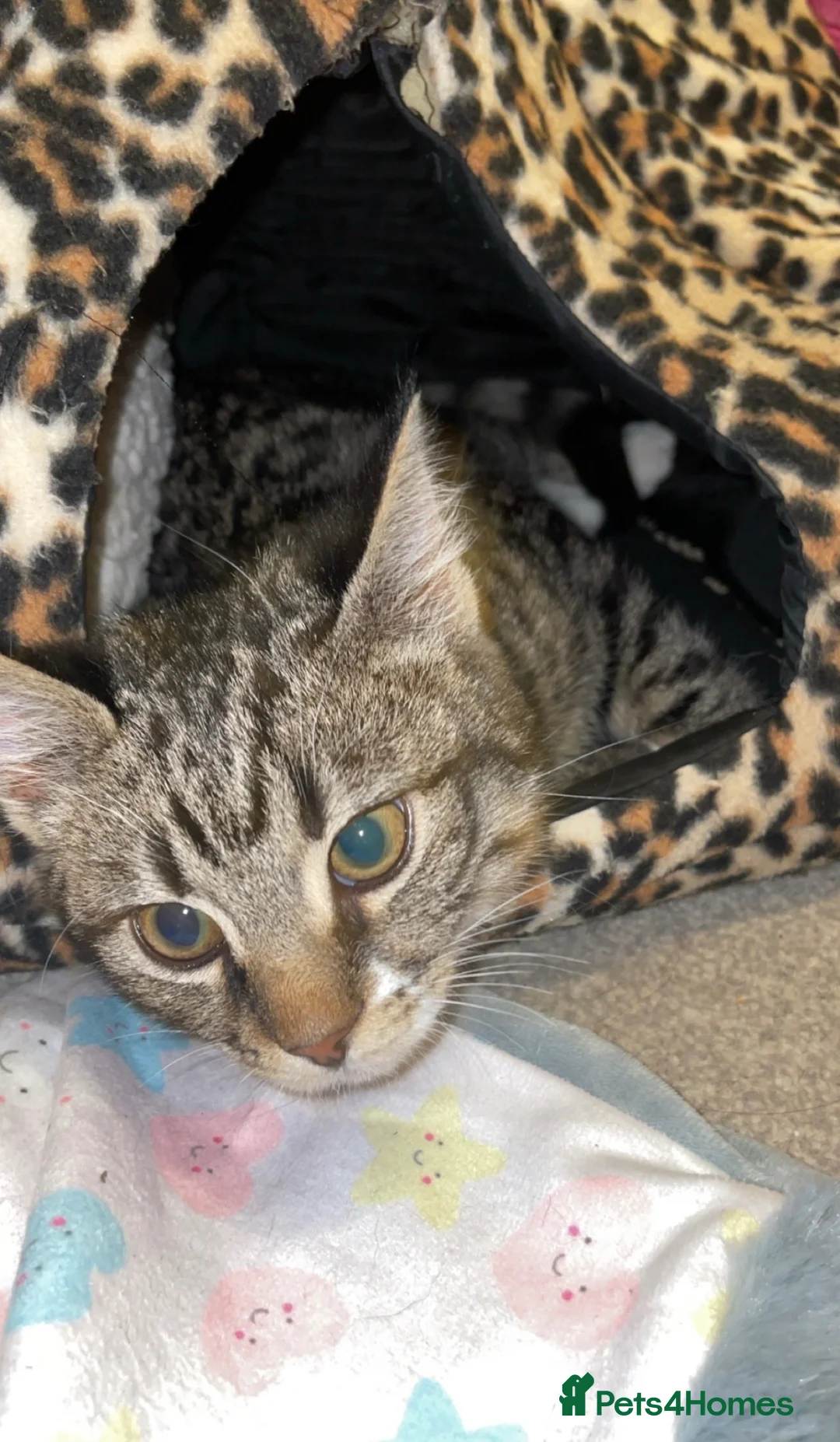 Mixed Breed cats for sale: Tabby and black kittens - Advert 1