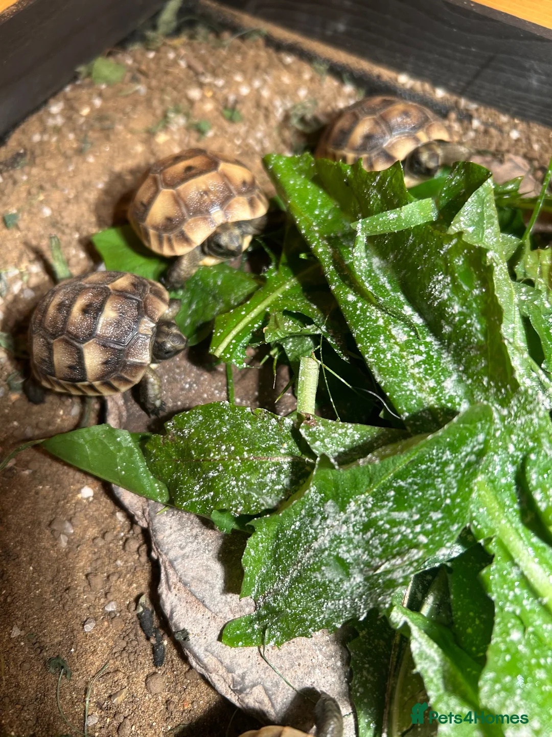 Tortoise reptiles for sale: Baby Spur Thighed Tortoises in Haverfordwest - Advert 4