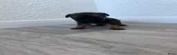 Border Terrier dogs for sale: Kc registered border terrier puppy’s  in Ashford - Advert 7