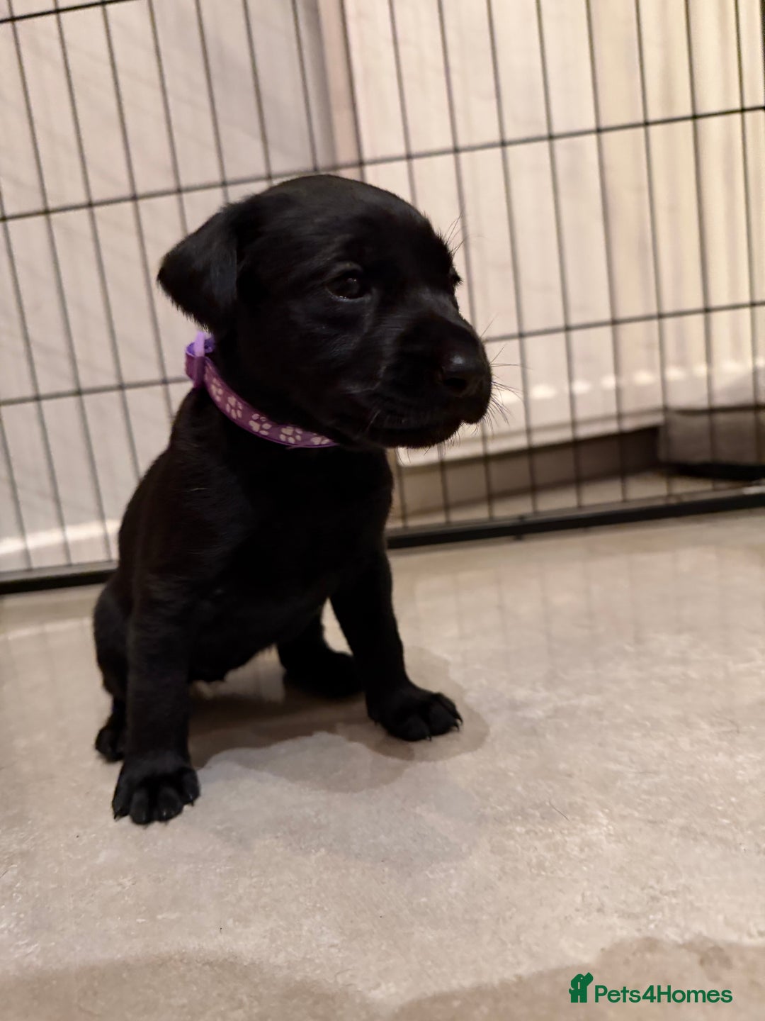 Labrador Retriever dogs for sale: Only 2 golden girls left! Ready for forever homes! - Advert 32