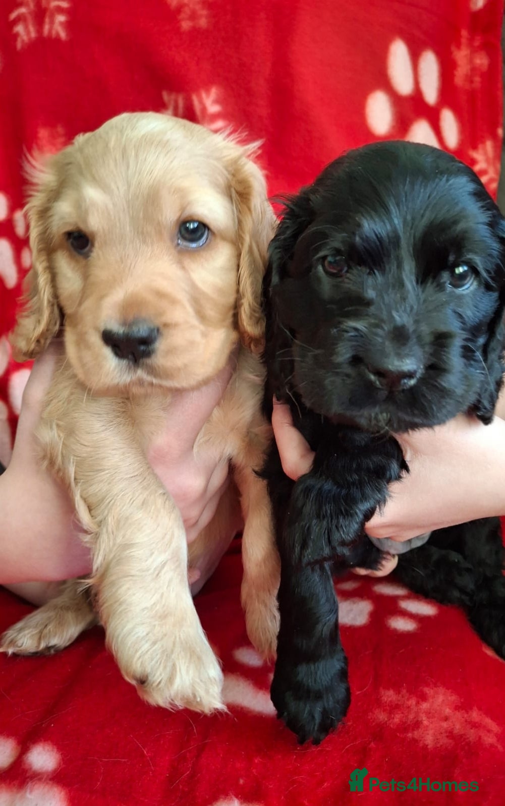 Cocker Spaniel dogs kc registered show type cocker spaniel puppies - Advert 9