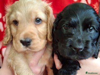 Cocker Spaniel dogs kc registered show type cocker spaniel puppies - Advert 13