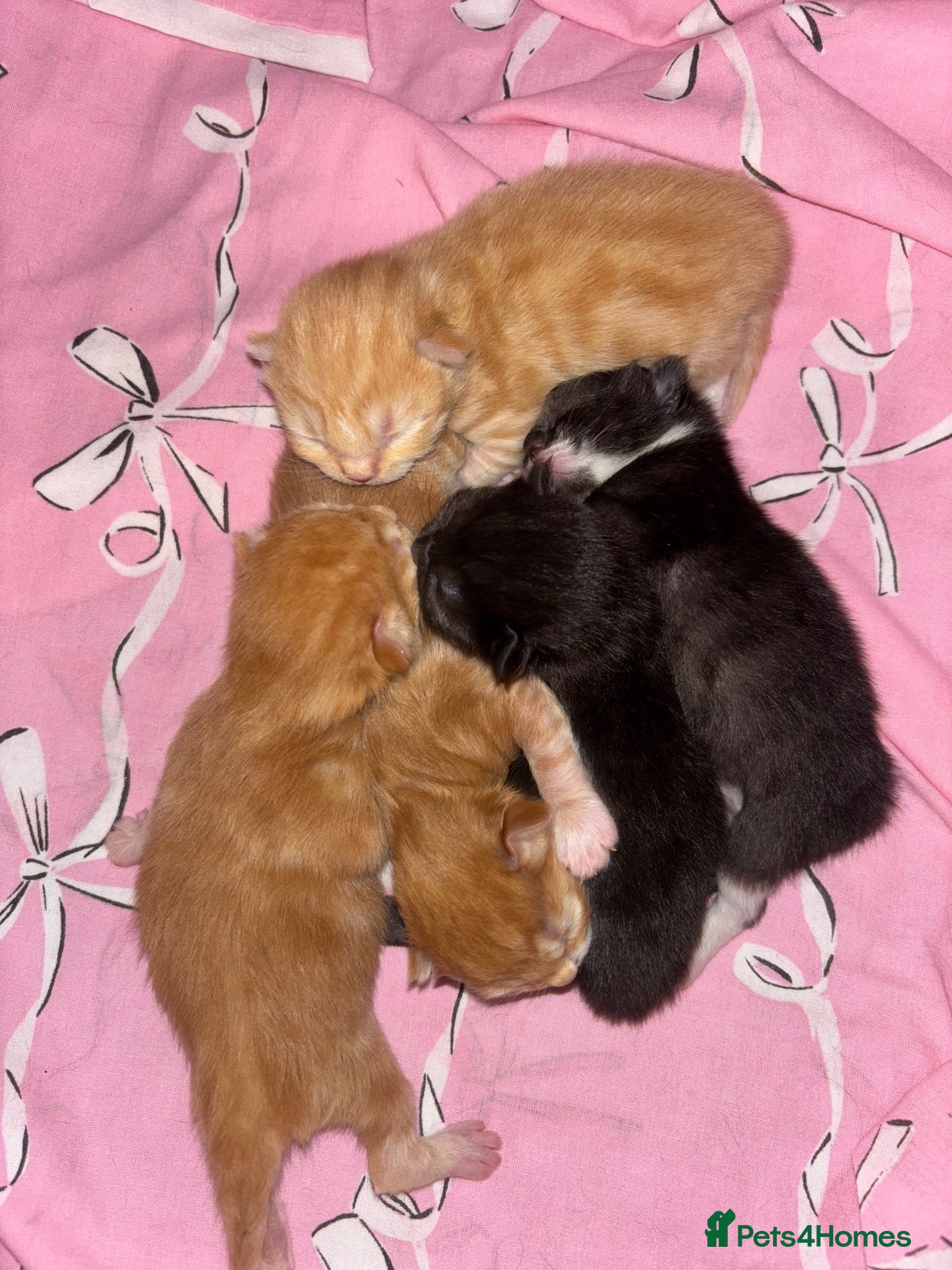 Mixed Breed cats Kittens for sale - Advert 13