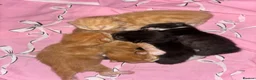 Mixed Breed cats for sale: Kittens for sale - Advert 1