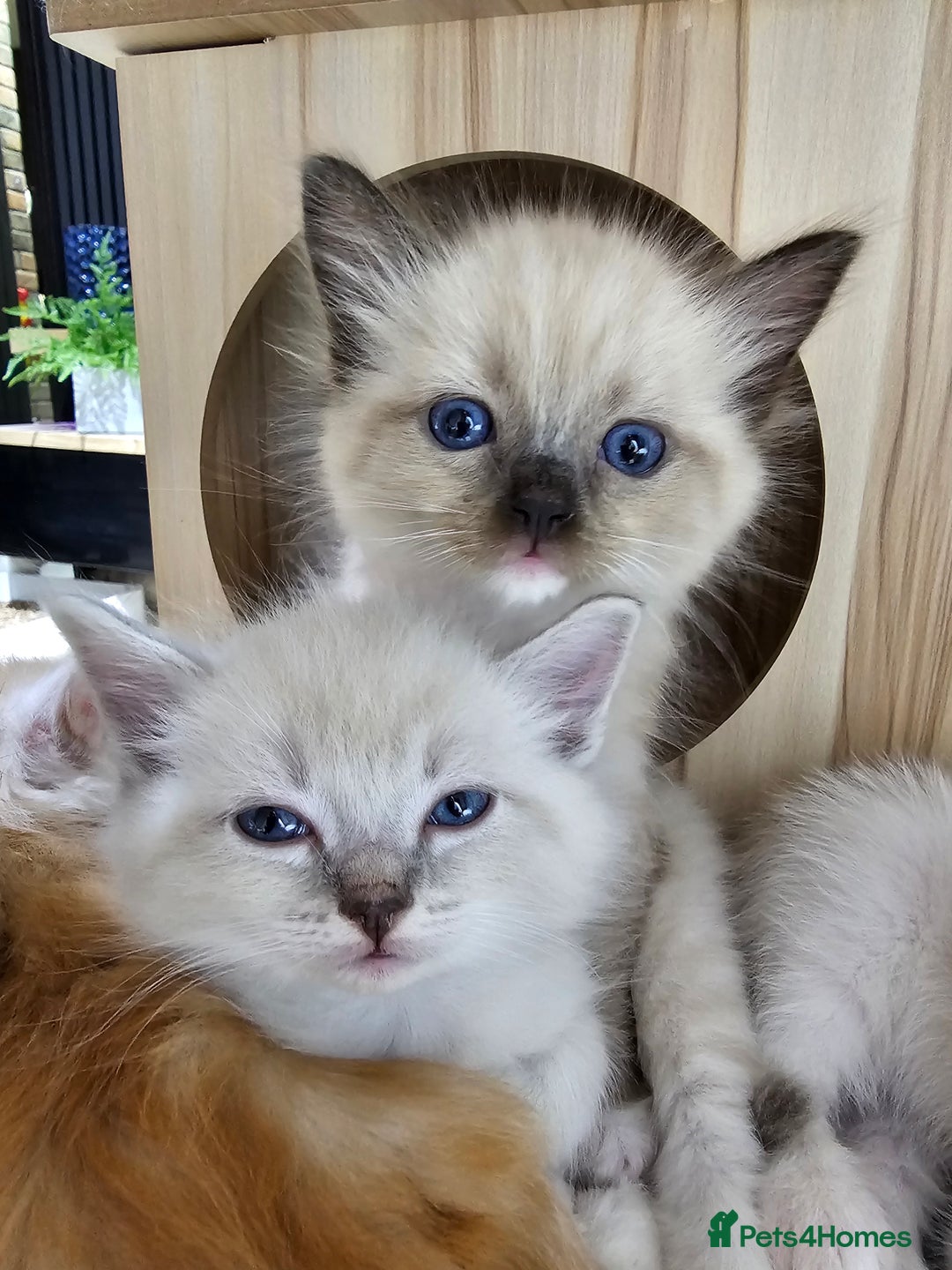Ragdoll cats for sale: Soo cudly and playfull, two litters! - Advert 1