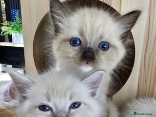 Ragdoll cats Soo cudly and playfull, two litters! - Advert 2