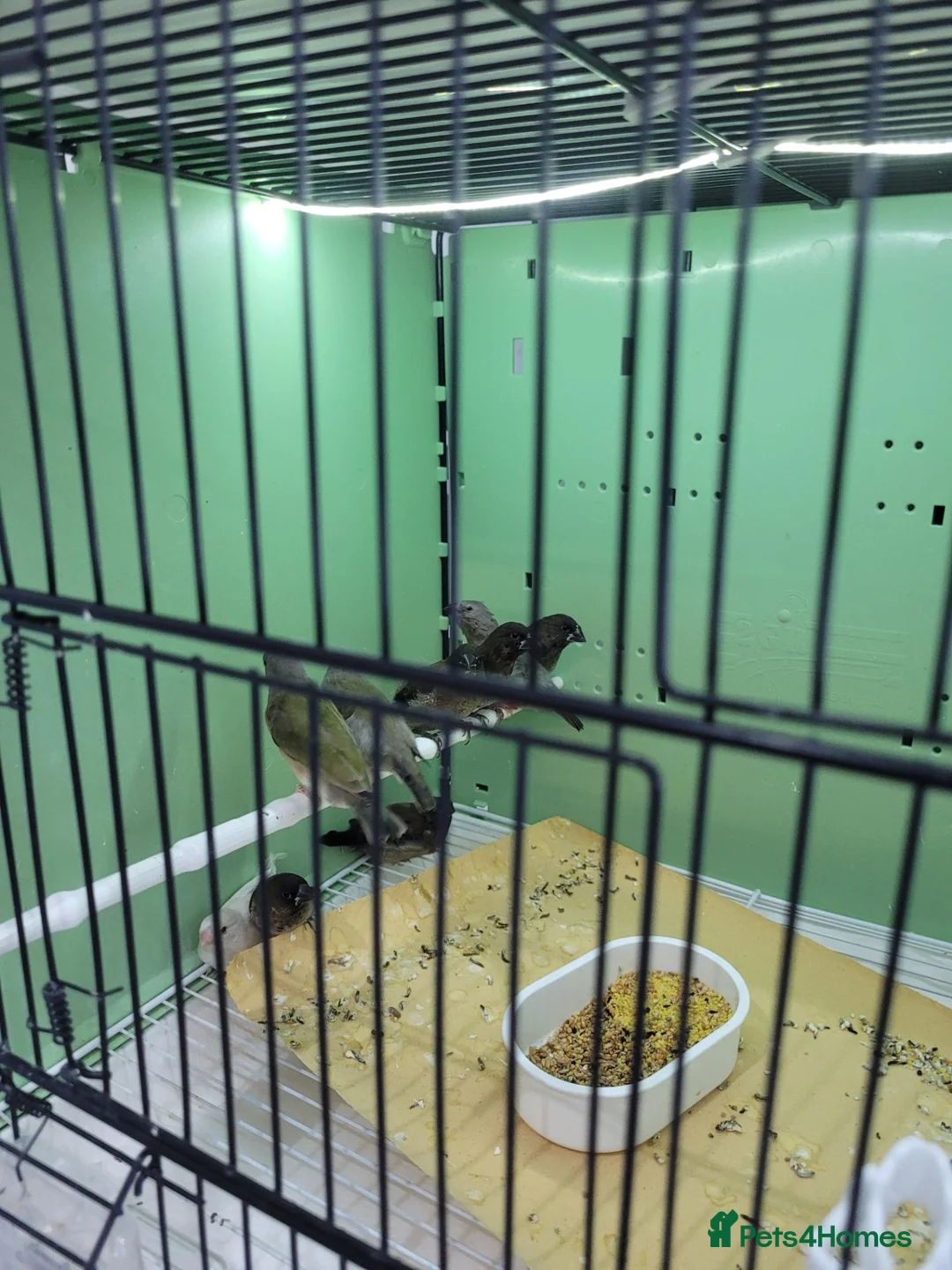 Finches birds for sale: gouldian finches  x  bengalise  - Advert 2