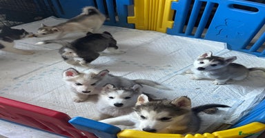 Mixed Breed dogs - Advert 1