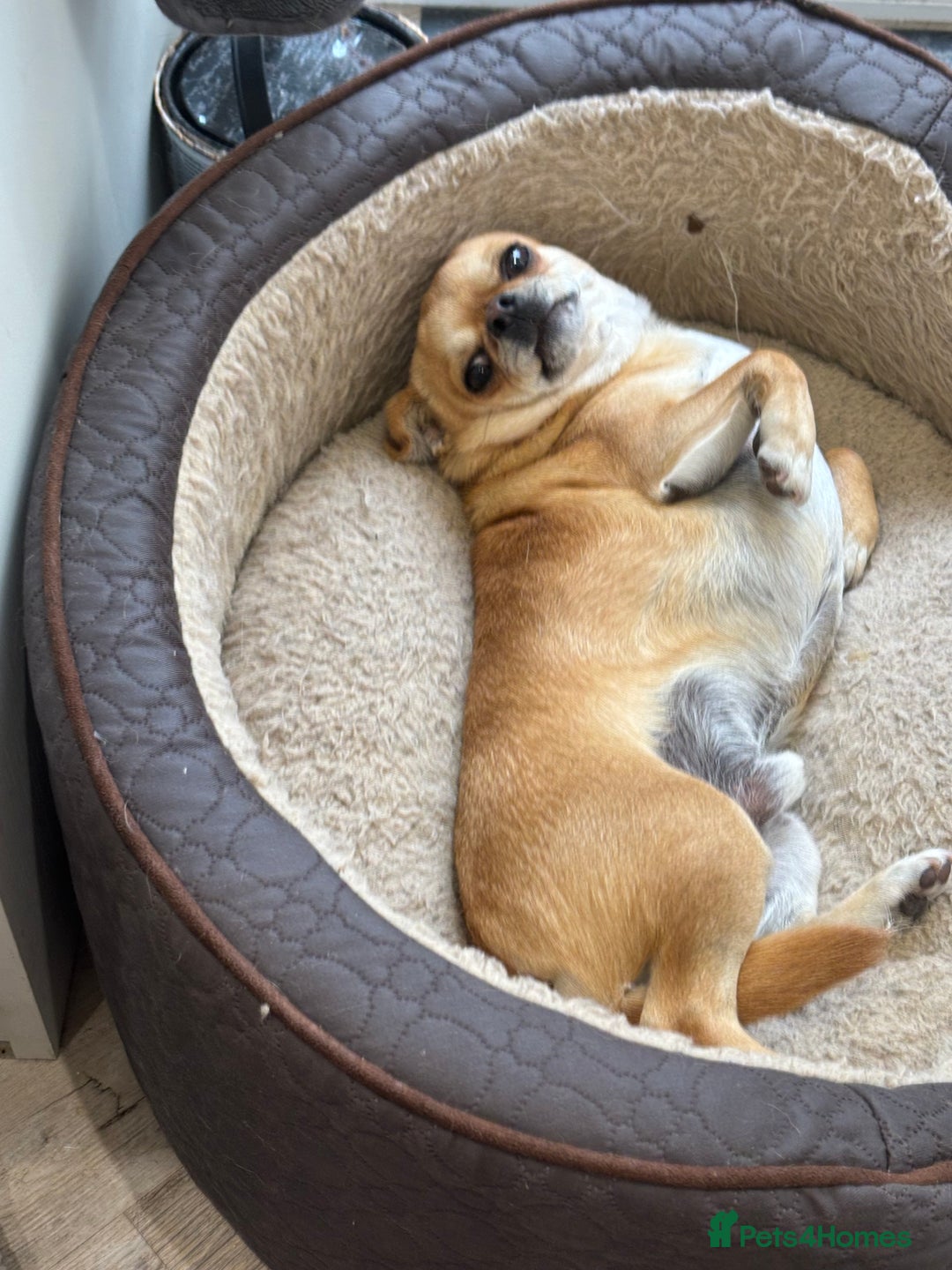 Chihuahua dogs for sale: Chihuahua  - Image 15