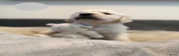 Golden Retriever dogs for sale: Golden Retriever Puppies – 4 Girls & 4 Boys - Advert 10