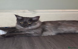 Maine Coon cats for sale: Maine coon - Image 3