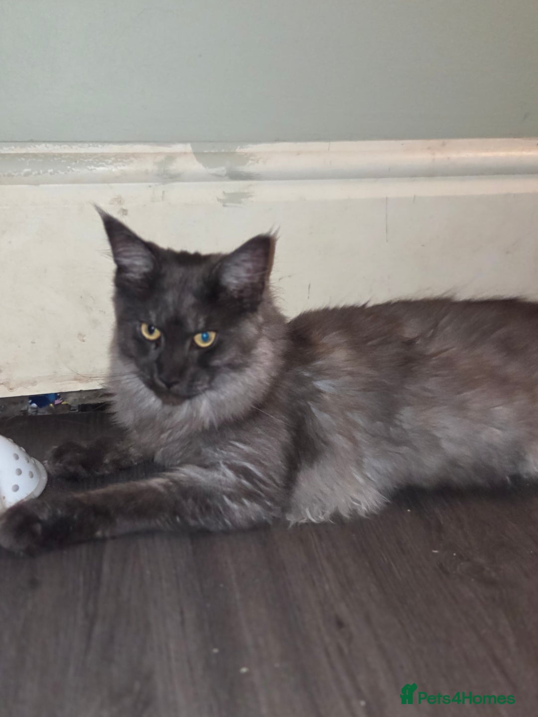 Maine Coon cats for sale: Maine coon - Image 3