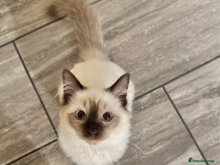 Ragdoll cats Ragdoll Chocolate Mitted Girl - Advert 4