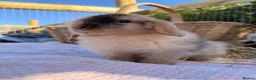 Mini Lop rabbits for sale:  Gorgeous mini Lop babies  - Advert 32