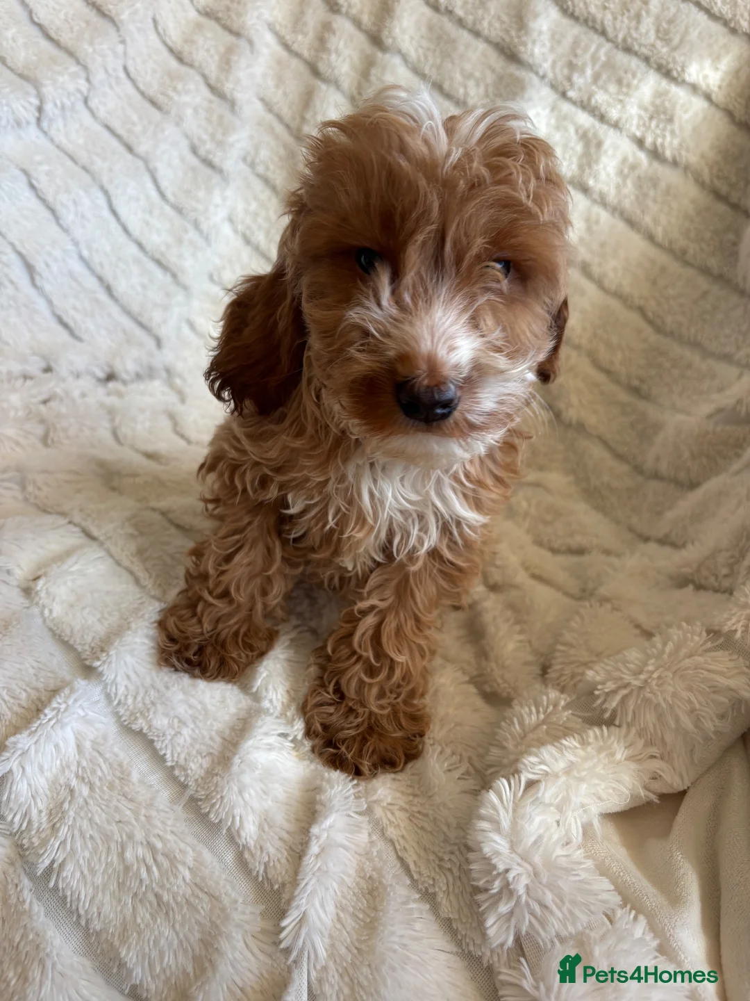 Cockapoo dogs for sale: Because puppy's  in Worksop - Advert 1