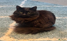 Ragdoll cats for sale: Cat for urgent rehome  - Image 1