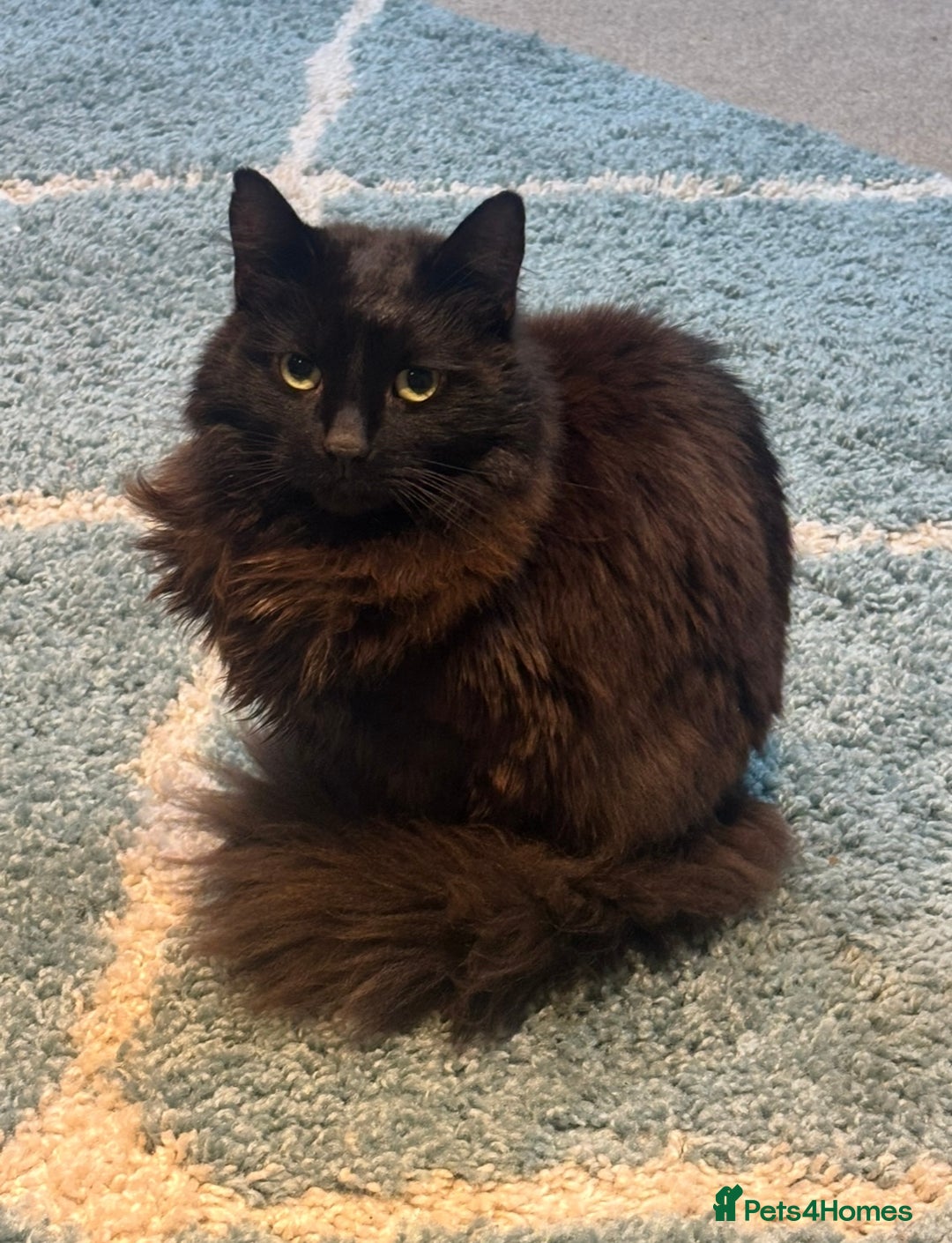 Ragdoll cats for sale: Cat for urgent rehome  - Image 1