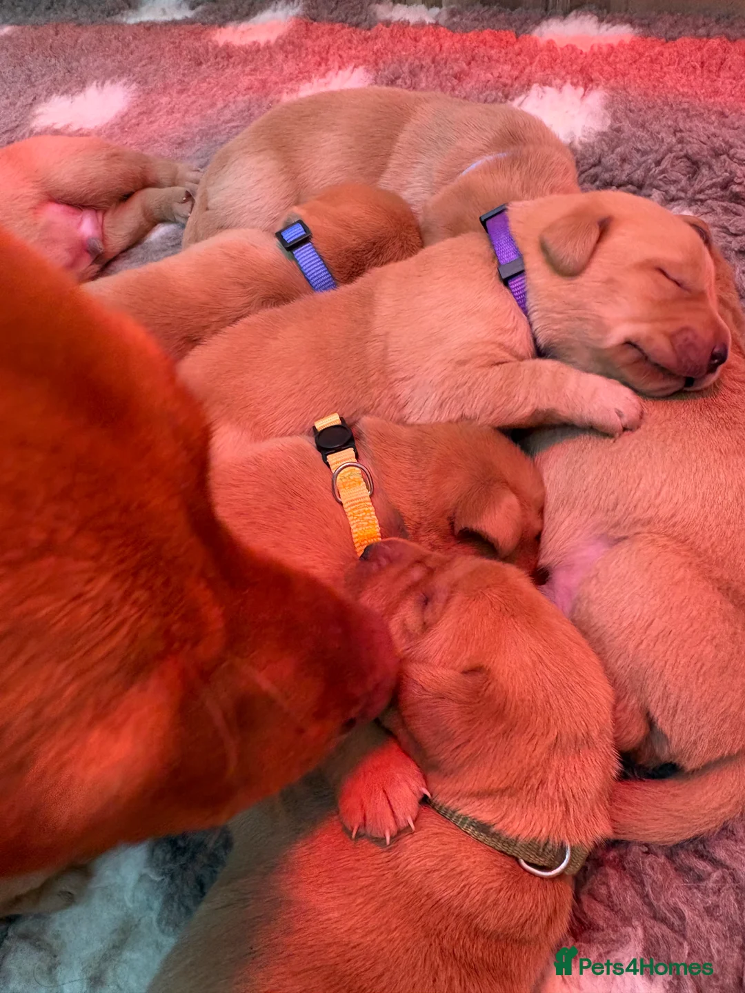Labrador Retriever dogs for sale: Beautiful KC Registered Fox Red Labrador Puppies in Cheltenham - Advert 10