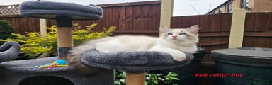 Ragdoll Kitten 1