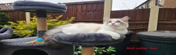 Ragdoll cats for sale: GCCF PEDIGREE CERTIFICATE KITTENS  - Advert 3